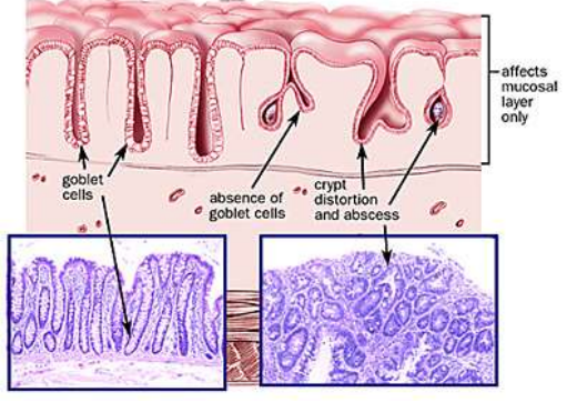 Case Sharing-Chronic Enteritis in Canines and Felines(图1)