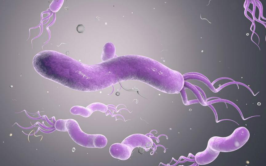 Case Sharing-Chronic Enteritis in Canines and Felines(图2)
