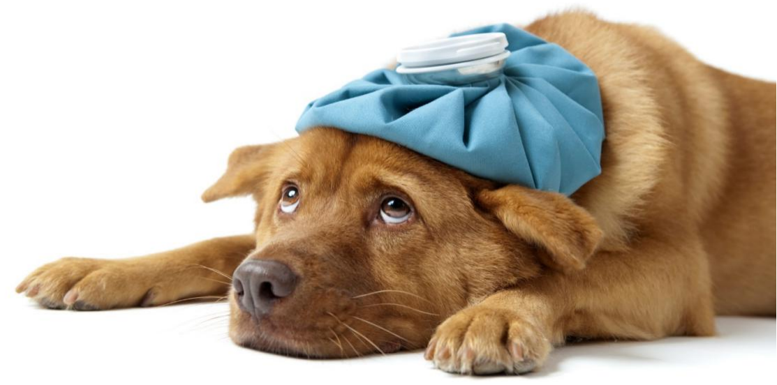 Case Sharing-Chronic Enteritis in Canines and Felines(图3)