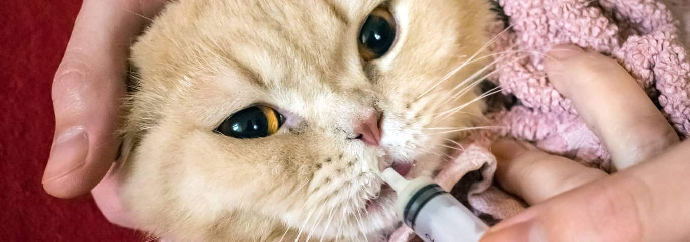Case Sharing-Chronic Enteritis in Canines and Felines(图5)