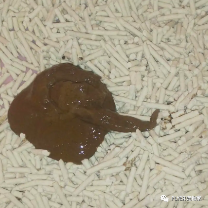 Case Sharing-Chronic Enteritis in Canines and Felines(图7)