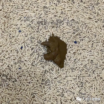 Case Sharing-Chronic Enteritis in Canines and Felines(图8)