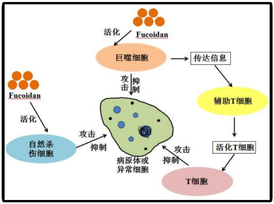 Case Sharing-Chronic Enteritis in Canines and Felines(图13)
