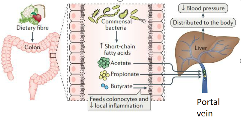 Case Sharing-Chronic Enteritis in Canines and Felines(图17)