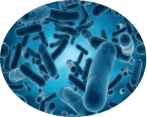 Case Sharing-Chronic Enteritis in Canines and Felines(图19)