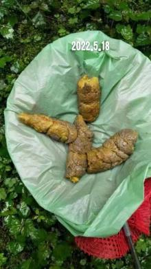 Treatment of EPI and Pancreatitis in Dogs and Cats(图9)
