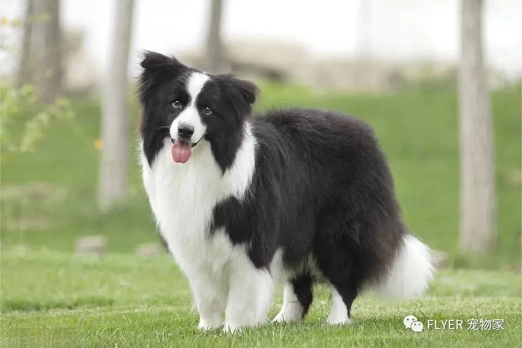 Treatment of EPI and Pancreatitis in Dogs and Cats(图11)