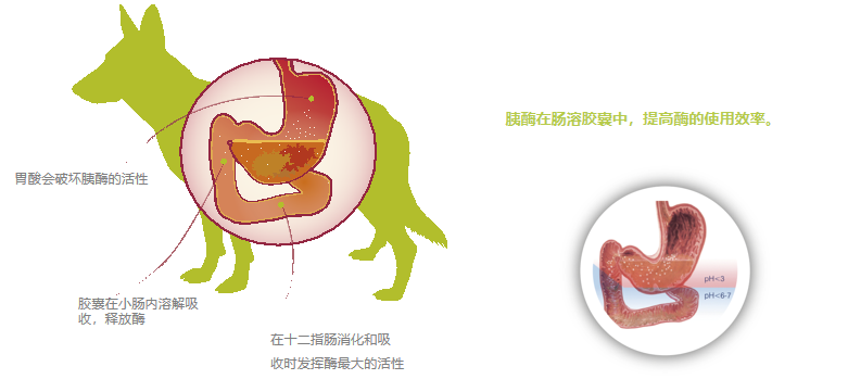 Treatment of EPI and Pancreatitis in Dogs and Cats(图17)