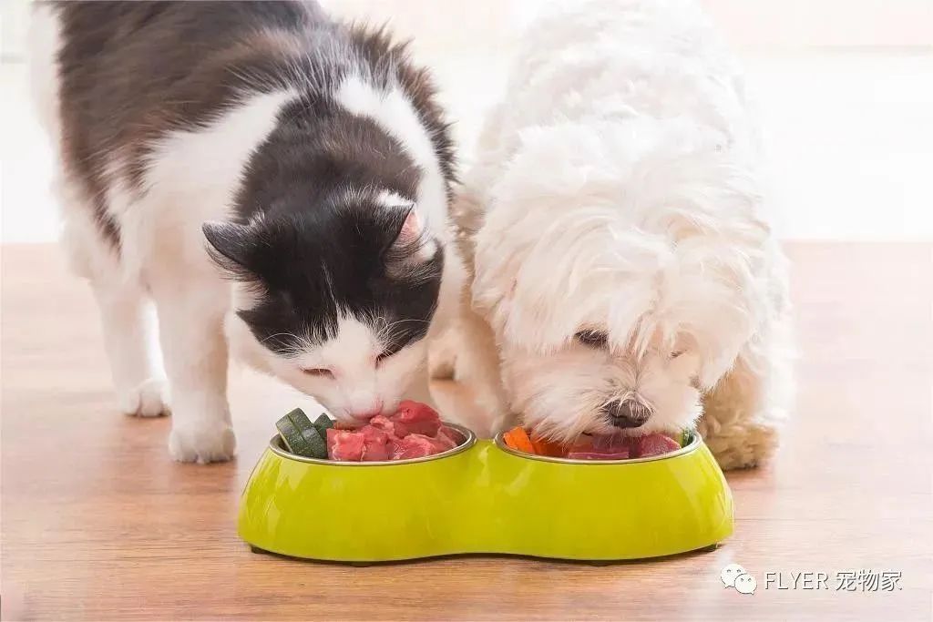 Treatment of EPI and Pancreatitis in Dogs and Cats(图19)