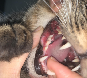 Icerasy - Combined treatment of stomatitis(图1)
