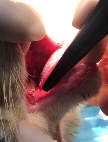 Icerasy - Combined treatment of stomatitis(图5)