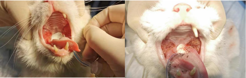 Icerasy - Combined treatment of stomatitis(图6)