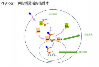 Icerasy - Combined treatment of stomatitis(图8)