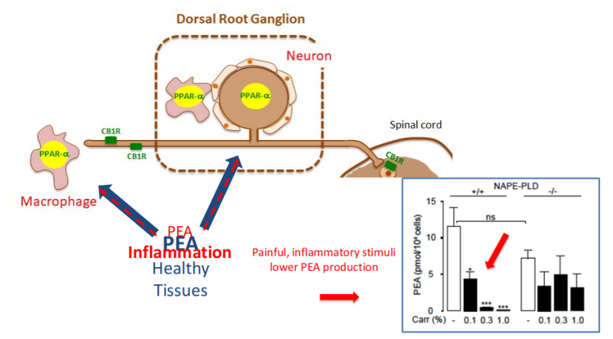  A New Ingredient PEA for Pain Relief in Dogs and Cats(图2)