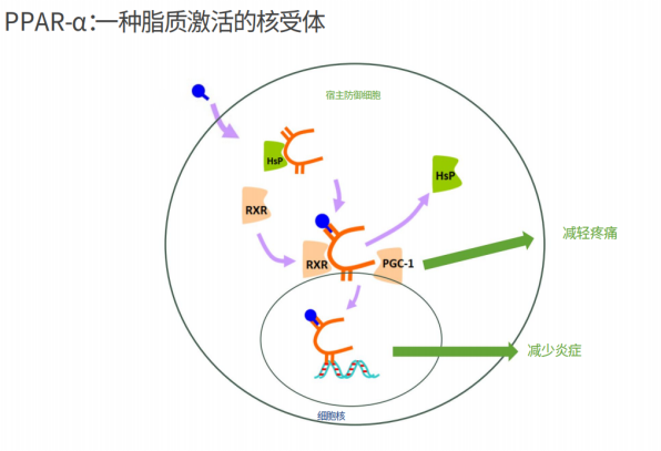  A New Ingredient PEA for Pain Relief in Dogs and Cats(图3)