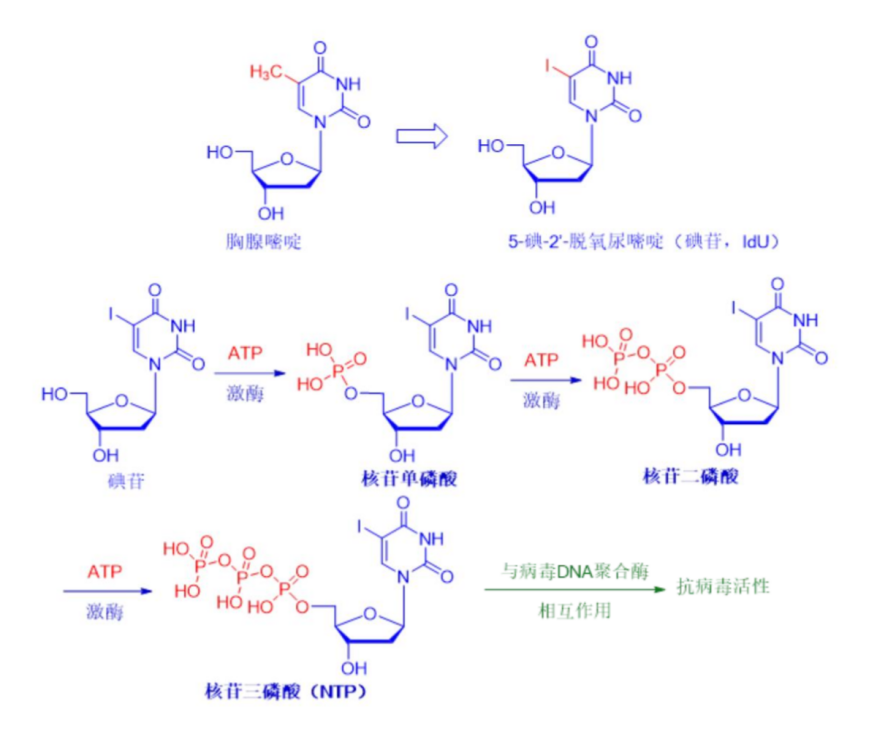 Application of antiviral ingredient Idoxuridine(IDU)(图2)