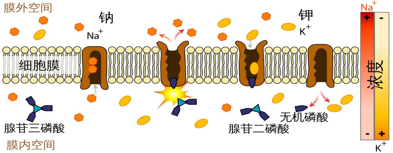 My furry child has weak muscles? Its most likely hypokalemia!(图1)