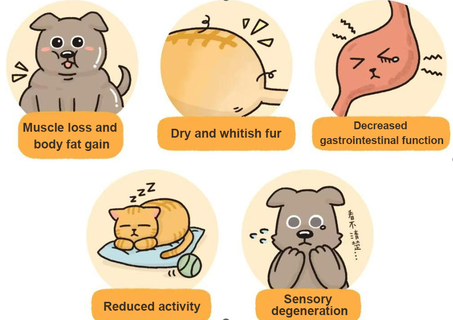  Pet Healthy Ageing, Making Companionship More Powerful(图3)