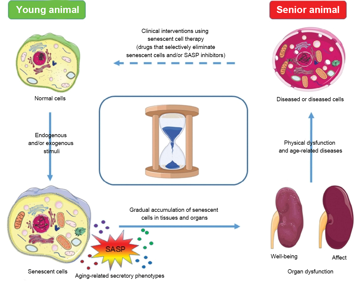  Pet Healthy Ageing, Making Companionship More Powerful(图5)