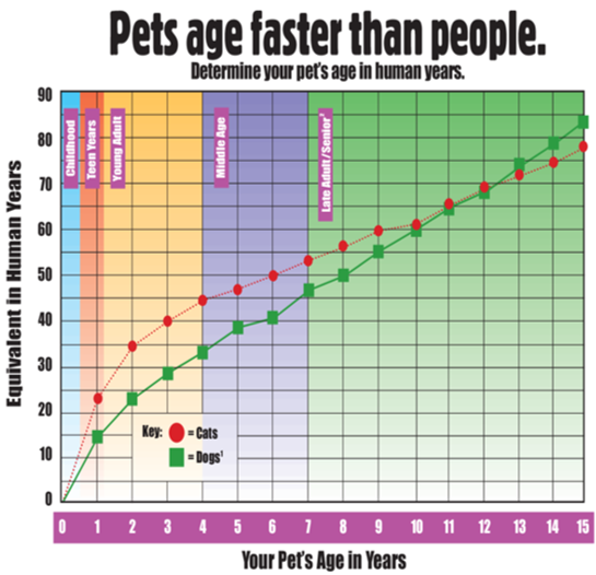  Pet Healthy Ageing, Making Companionship More Powerful(图6)