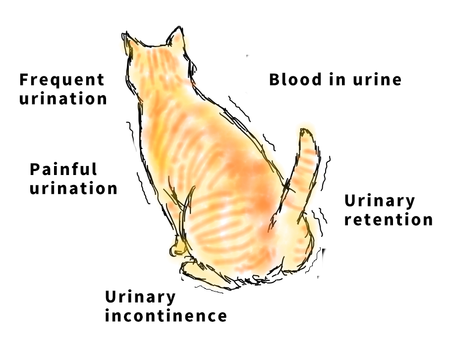 Case sharing | What to do about feline idiopathic cystitis (FIC)?(图2)