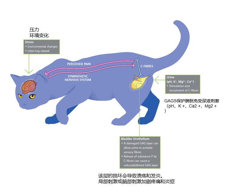 Case sharing | What to do about feline idiopathic cystitis (FIC)?(图12)
