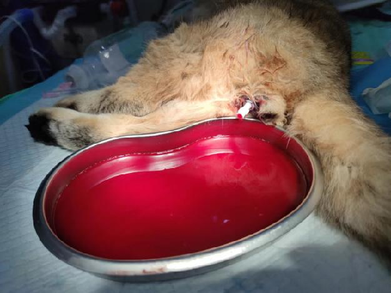 Case sharing | What to do about feline idiopathic cystitis (FIC)?(图18)