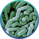 New product launch | Iverage multi-effects in one, protecting the health of multiple organ functions(图10)