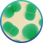 New product launch | Iverage multi-effects in one, protecting the health of multiple organ functions(图11)